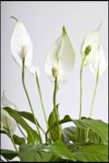 bloemen en planten vvbvanbree     1147